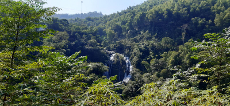 Our commentary on forest protection and carbon credits trade