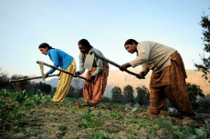 Women’s role in agricultural resilience of Indigenous communities