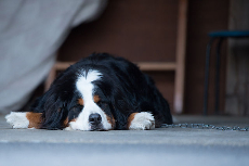 The brain may make worse decisions when it is tired