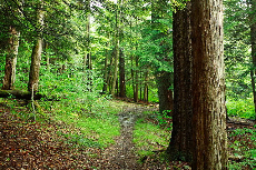 Nature takes stresses out of the brain