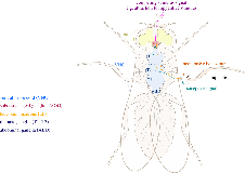 Do insects have control over their “pain”?