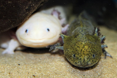 Will axolotls show us the secret of brain regeneration?